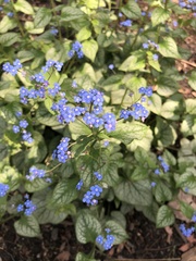 Brunnera macrophylla