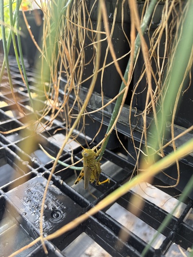 Differential Grasshopper