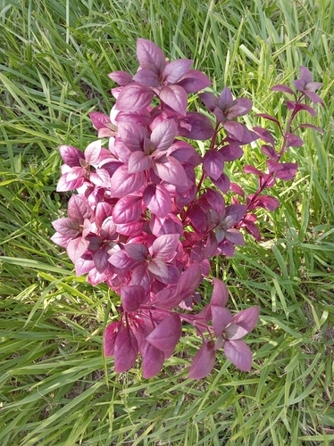 Amaranthus tricolor iNat (2)