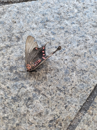 Epicopeia hainesii