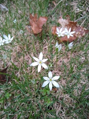Ornithogalum umbellatum