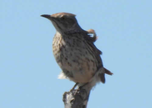 Sage Thrasher