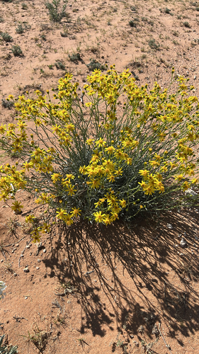 threadleaf groundsel