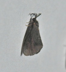 Cryptothelea gloverii