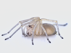 Cheiracanthium
