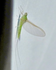 Callibaetis floridanus