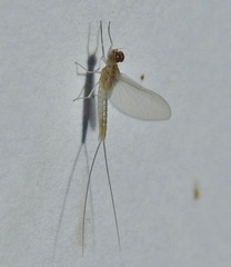 Callibaetis floridanus