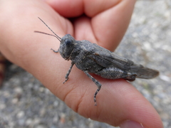 Sphingonotus caerulans caerulans