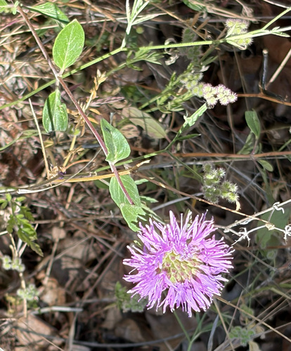 Coyote Mint