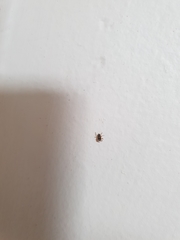 Heliophanus pistaciae