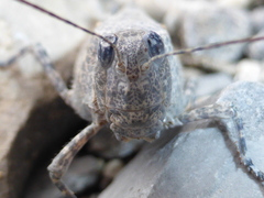 Sphingonotus caerulans caerulans