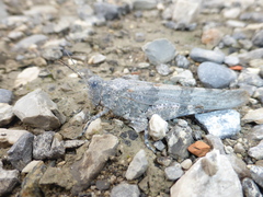 Sphingonotus caerulans caerulans