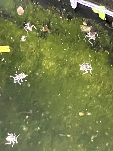 Microvelia americana