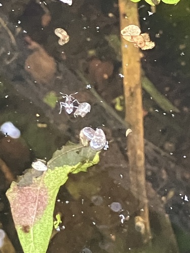 Microvelia americana