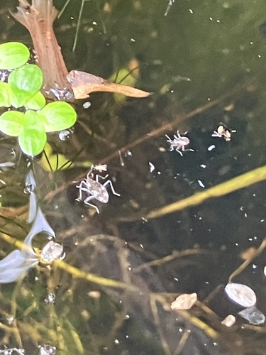 Microvelia americana