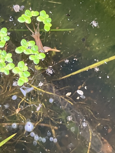 Microvelia americana