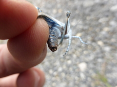 Sphingonotus caerulans caerulans