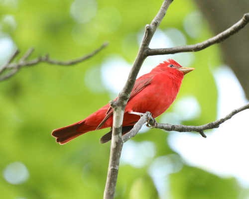 Summer Tanager