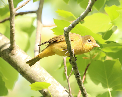 Summer Tanager