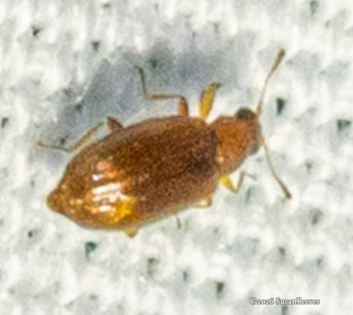 Melanophthalma
