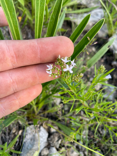 diamond-flowers