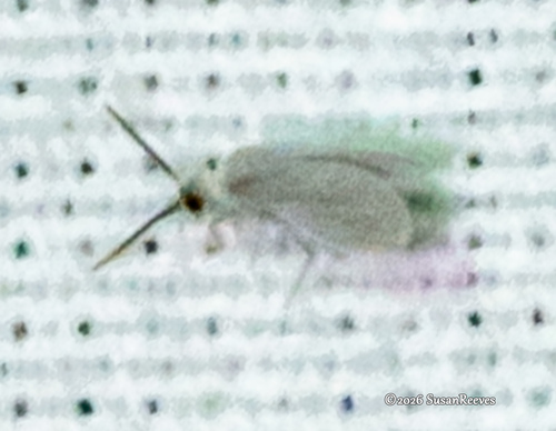 Semidalis