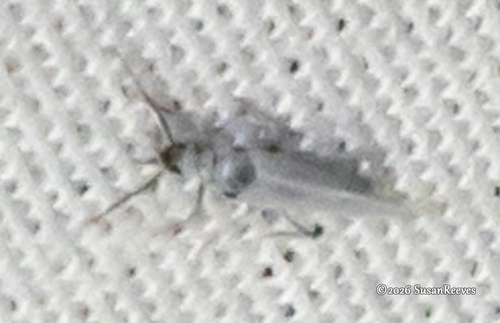 Coniopteryx maculithorax