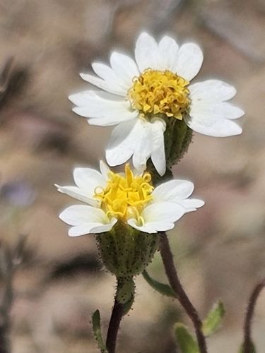 Layia glandulosa observed 2026-05-31