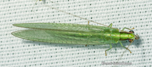 Red-lipped Green Lacewing