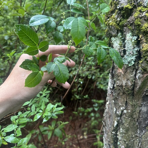 Toxicodendron delavayi