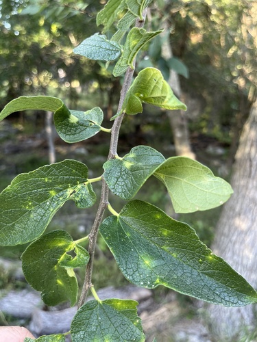 netleaf hackberry