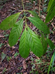 Image of Psychotria remota