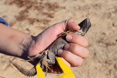 Ctenosaura oaxacana