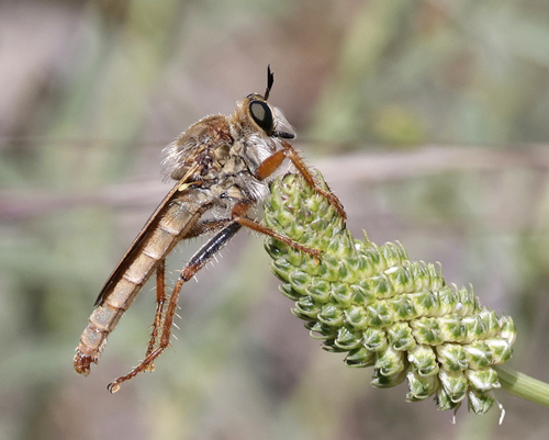 Ospriocerus longulus