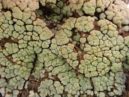 Soil Paint Lichen