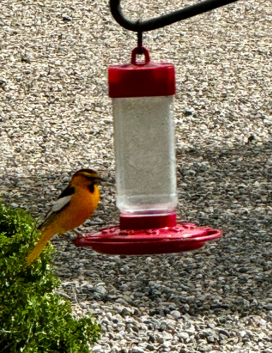 Bullock's Oriole