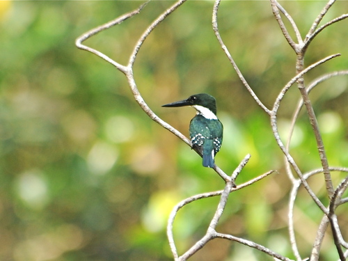 Green Kingfisher