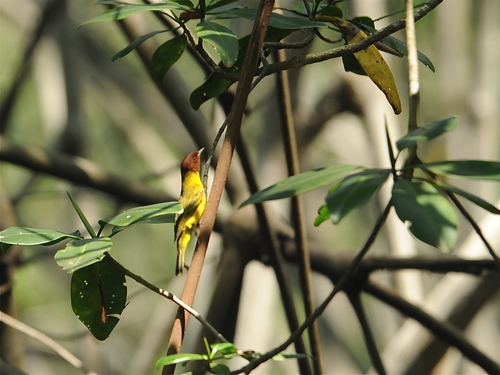 Mangrove Yellow Warbler