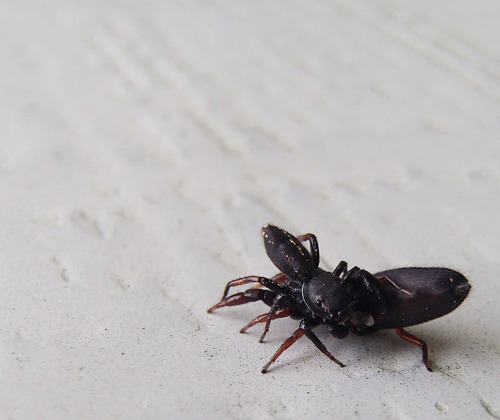 Ribbon Jumping Spider