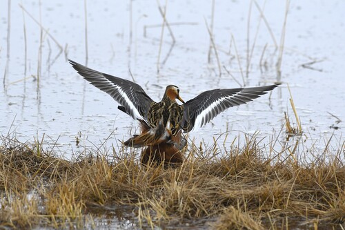 Red Phalarope