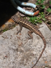 Sceloporus olivaceus