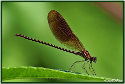 Copper Demoiselle, Via Giovato, 32, 19021 Arcola SP, Italia, photo 9 of 10