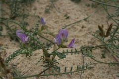 Astragalus baionensis