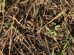Pseudomethoca oceola
