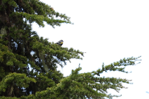 Yellow-rumped Warbler