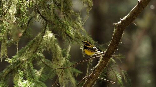 Townsend's Warbler