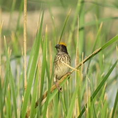 Ploceus manyar