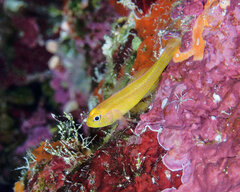 Honey-Bee Pygmy Goby photo 1