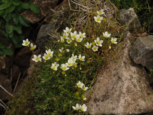 Saxifraga hypnoides, photograph 6