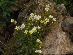 Saxifraga hypnoides, photograph author not stated, no rights reserved